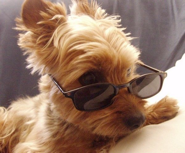 CHIEN LUNETTE