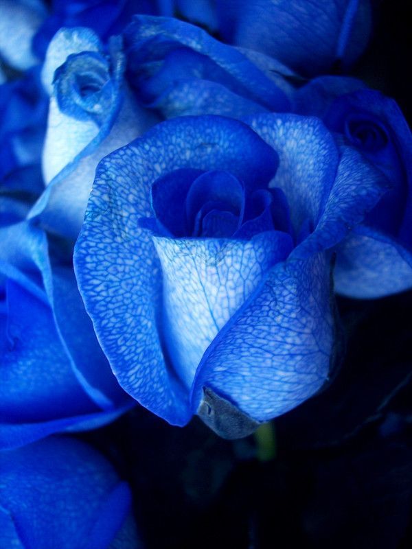 ROSE BLEUE