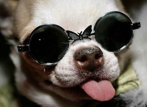 CHIEN LUNETTE