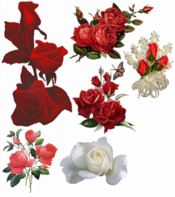 GIF FLEURS 