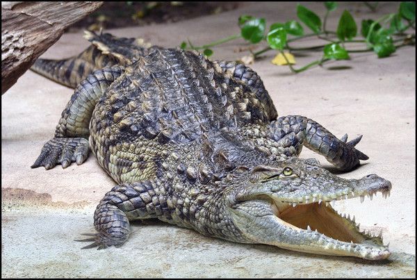 CROCODILE