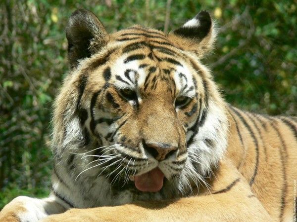 TIGRE