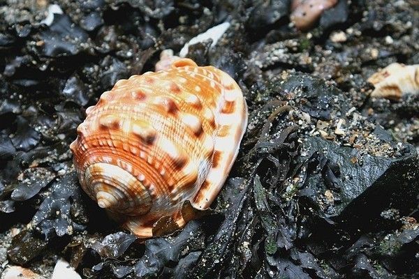 COQUILLIAGE