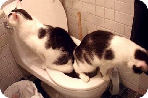 CHAT DE TOILETTE