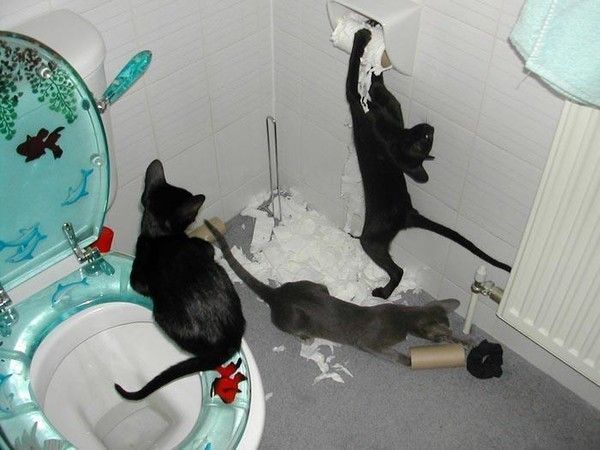 CHAT DE TOILETTE