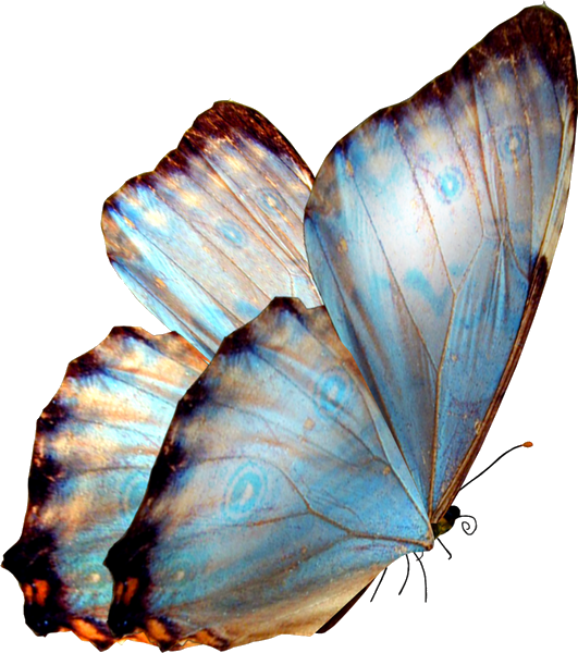 tube papillion