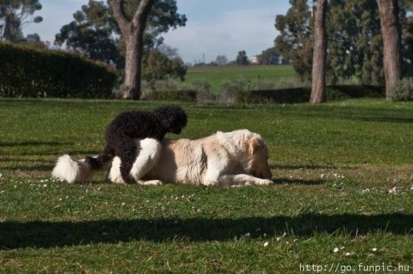 ANIMAUX COMIQUE