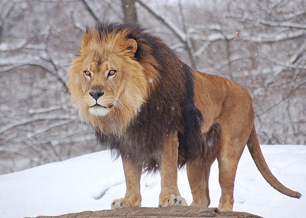 IMAGE LION LIONNE