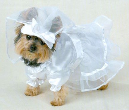 CHIEN COSTUME