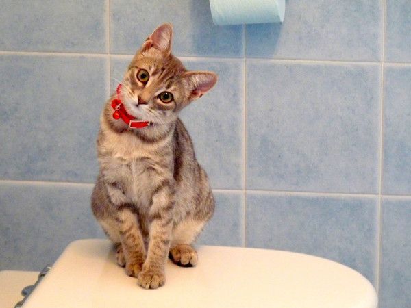 CHAT DE TOILETTE