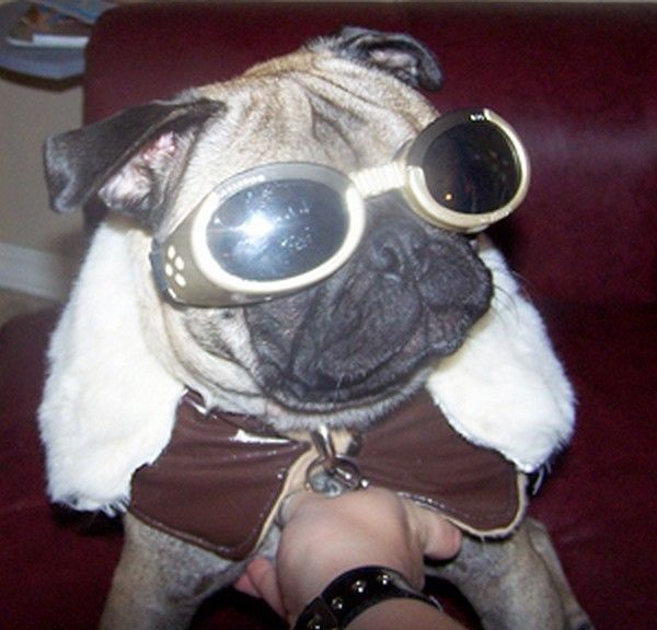 CHIEN LUNETTE