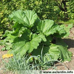 Rhubarbe 57