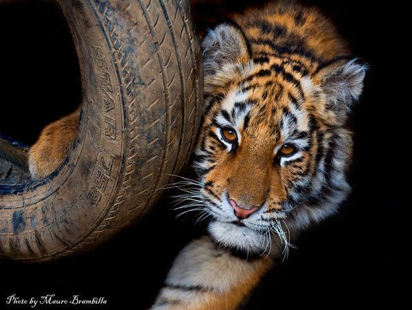 ANIMAUX DIVERS