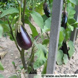 Aubergine 51