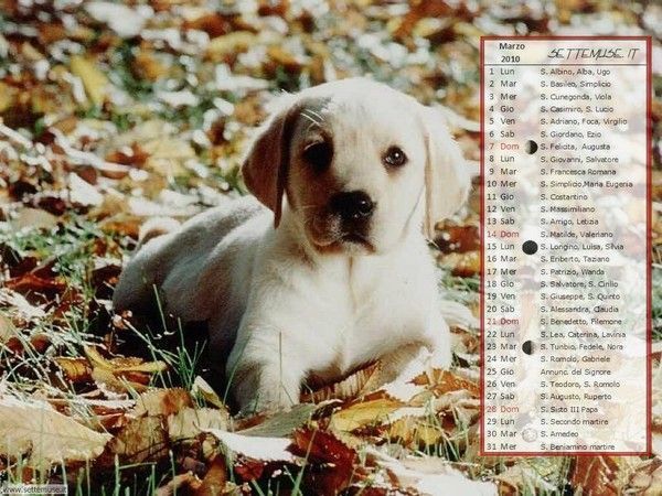 calendrier chien