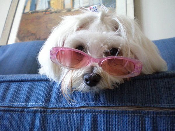 CHIEN LUNETTE