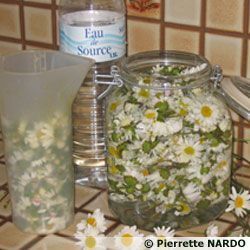 Les marguerites 33