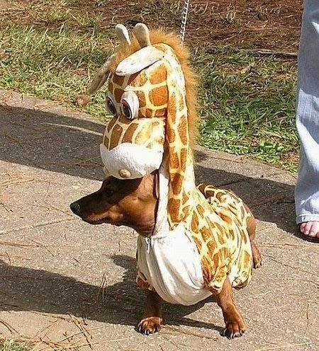 ANIMAUX COSTUME