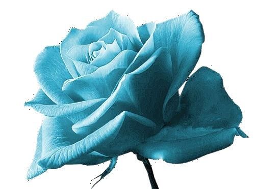 ROSE BLEUE