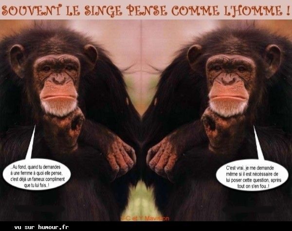 HUMOUR SINGE