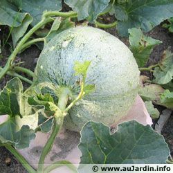 Melon 53