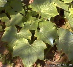 Concombre Cornichon 52