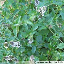 Menthe 58