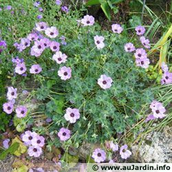 trucs pour les fleurs 27
