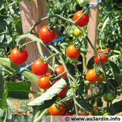Tomate 56