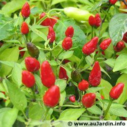 Piment 54