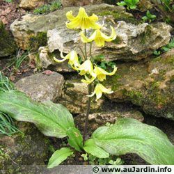Erythronium 5
