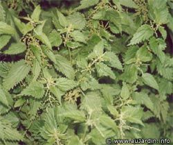 MAUVAISE HERBE 35