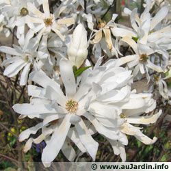 Magnolia étoilé 14
