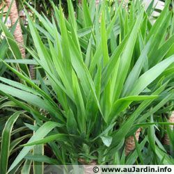 Yucca pied d'éléphant 74