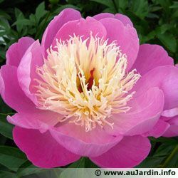 Pivoine de Chine 19