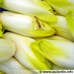 Endive 64